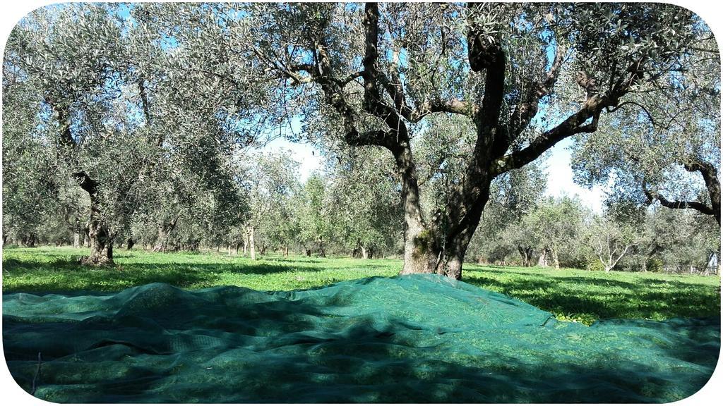 La Fattoria Barbini *